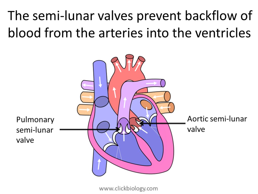 The semi-lunar valves prevent backflow of blood from the arteries into the ventricles Aortic